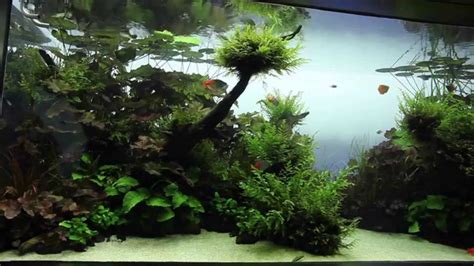 ada aquascape|The World’s Largest Nature Aquarium Project Takashi .